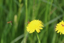 IMG_6559.JPG