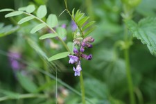 IMG_6579.JPG