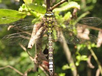 IMG_0120.jpg