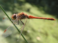 IMG_2088.jpg