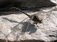IMG_7846.jpg